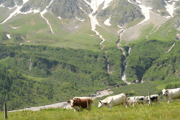 Fototapeta premium Schöne weiße Rinder auf einer Almweide vor schöner Gebirgslandschaft