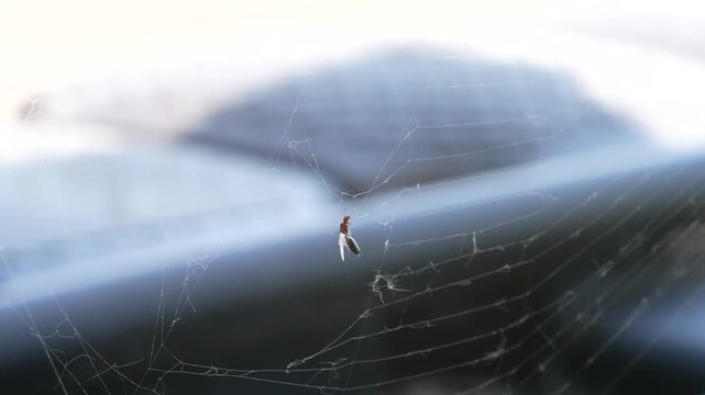 flying ant stuck on spider web tries desperately to break itself free and escape