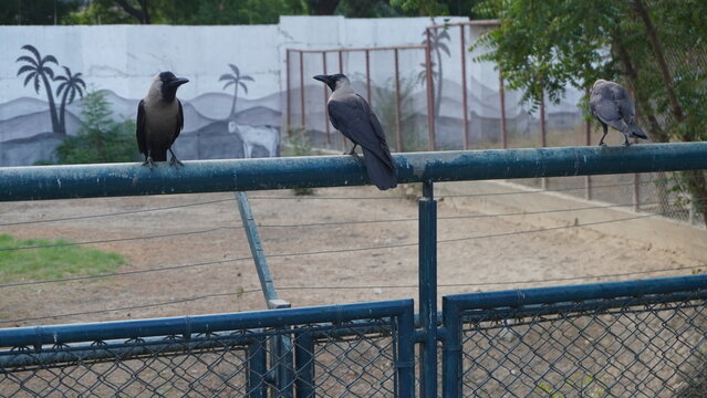 Three black wild crows perched on a blue metal railing fence inside a public park zoo environment, urban wildlife concept