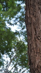 Obraz premium Vertical detailed shot of a rough dark brown tree bark texture with blurred green leaves in the background, nature concept