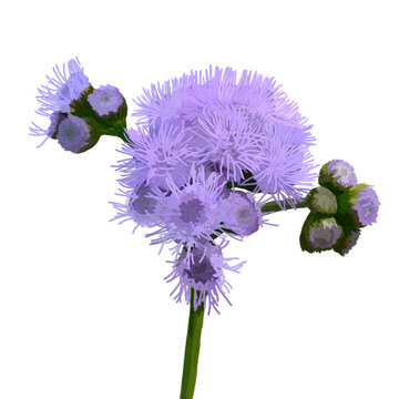 Isolated Purple Wildflower, Ageratum