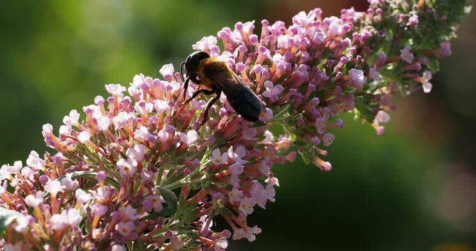 Megachile sculpturalis - Giant resin bee or sculptured resin bee. Large solitary leafcutting bee feeding pollen of a summer lilac flowers (Buddleja davidii)
