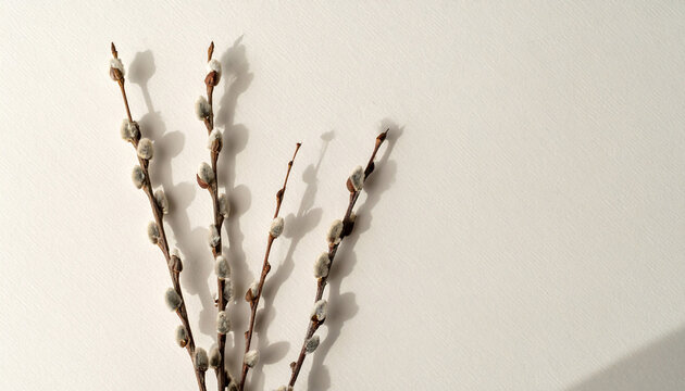 Minimalist composition of willow catkin branches on white surface with harsh shadows