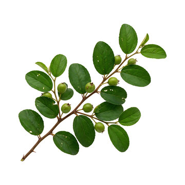 Fresh Branch of Indian Jujube Ziziphus Mauritiana with Green Fruits and Leaves Isolated on White Background