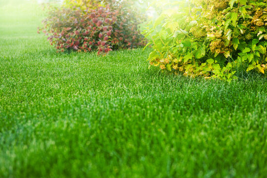 Fresh grass creates vibrant natural background