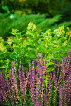 Purple salvia brightens lush garden