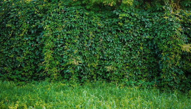 Dense foliage forms natural background