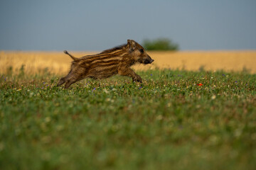 wild boar walking in the grass © pityke70