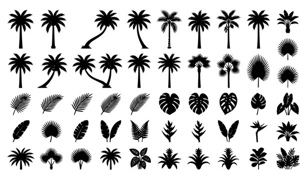 Tropical Palm Tree and Exotic Leaf Silhouette Collection Featuring Jungle Nature Botanical Elements