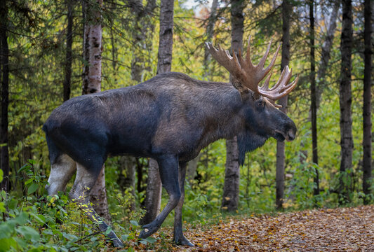 Bull moose in the Fall walking in the forest