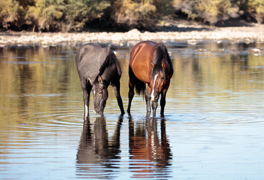 Wild salt river horses standing in the river