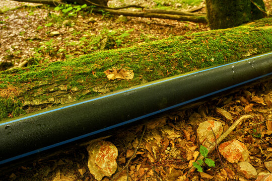 Black plastic water pipe with a blue stripe in a green forest. Ideal for utility brochures, water supply articles, and infrastructure website banners.