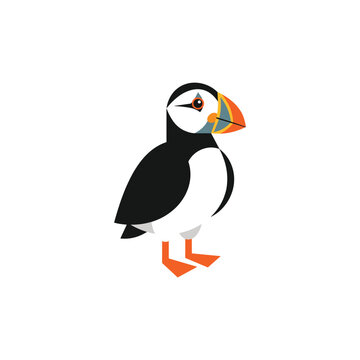 Atlantic puffin vector illustration standing flat design bird mascot on white background.