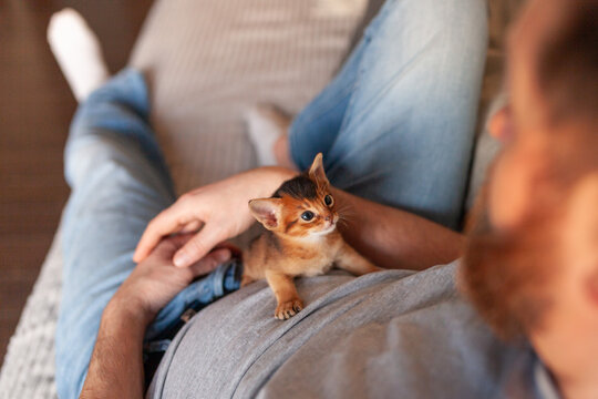 Man holding small Abyssinian kitten while relaxing on couch.Companionship, bond between human and pet. Feelings of comfort, home, love, trust emotional support.