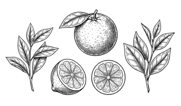 Vintage Orange Citrus Botanical Illustration with Whole Fruit Slices Leaves and Hand Drawn Engraving Style