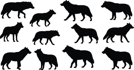 Obraz premium Collection of wolf silhouettes in walking and standing poses, wild animal vector illustration set, predator graphic design for projects