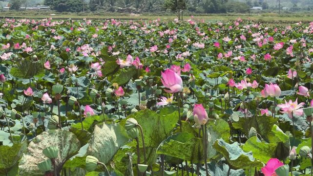 Blooming lotus flowers spread across a vast field filled with colorful blossoms, creating an impressive seasonal display in open nature. Floral landscape