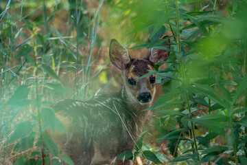 roe deer in the woods © pityke70
