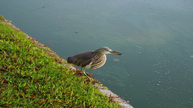 Close up of Ardeola Pond Heron searching for tiny insects on grass field