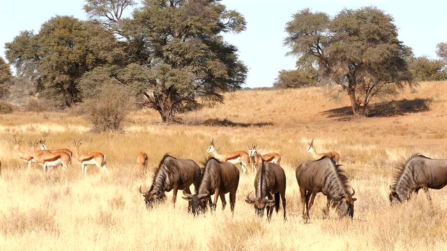 grazing wildebeast, Connochaetes taurinus, and springbok in Kalahari 551
