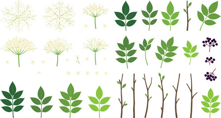 Sambucus nigra plant illustration collection featuring medicinal berry clusters spring blossoms green foliage and twigs for herbal remedy design templates © Nasrin
