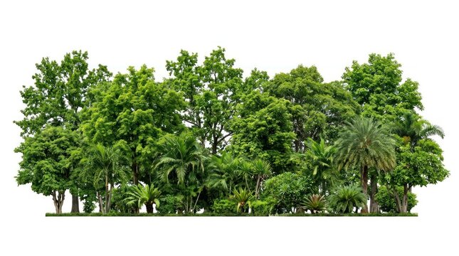 A serene forest scene with lush green trees and a single palm frond. The image captures the essence of nature's tranquility and the vibrant greenery.