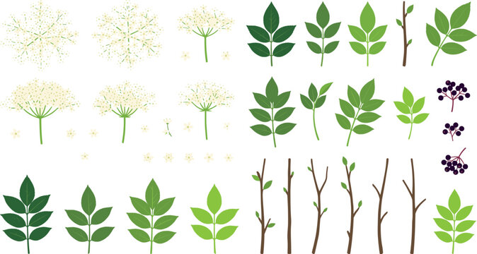Sambucus nigra plant illustration collection featuring medicinal berry clusters spring blossoms green foliage and twigs for herbal remedy design templates