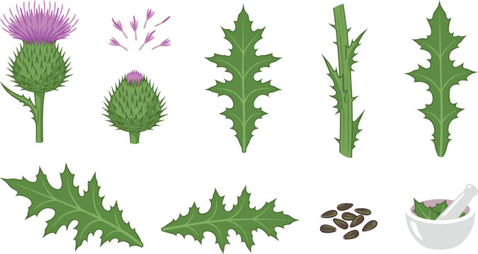 Silybum marianum herbal remedy illustration collection featuring wild thistle flower spikes green foliage and seeds isolated on white background