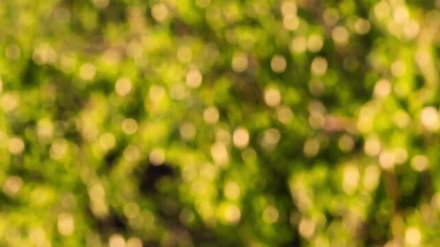 Dreamy golden green bokeh background of shimmering sunlight filtering through wind blown leaves