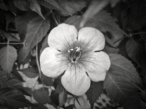 delicate and monochrome five-petaled flower with the background of its foliage in the hedge