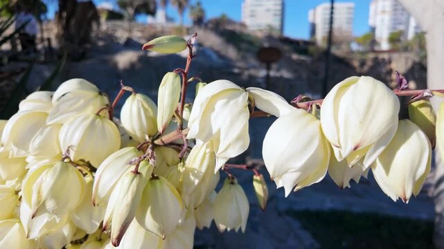 Close-up of pale yellow-white yucca gloriosa bell-shaped flowers with city skyline buildings blurred in background antalya.