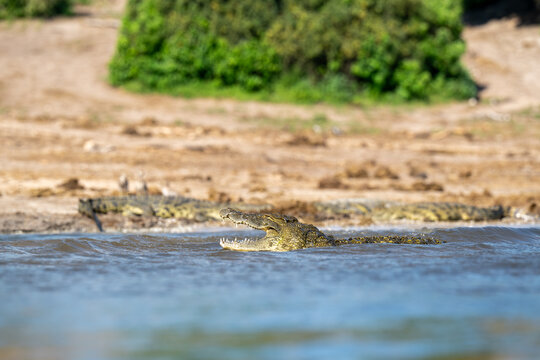 Nile crocodile in Chobe River