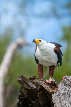 African fish eagle feeding on a tigerfish perched on a stump
