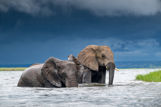African elephants wading in the Chobe River in Chobe National Park