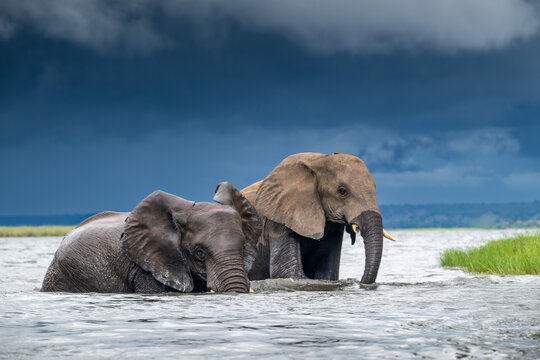 African elephants wading in the Chobe River in Chobe National Park