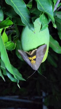 Fruit-piercing moth (Thyas coronata) feeding on a green mango fruit at night.