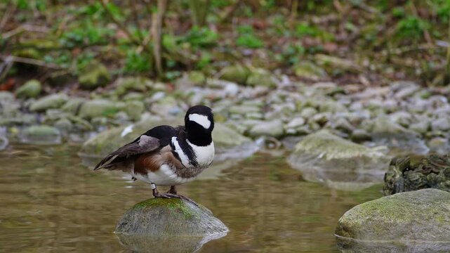 Male hooded merganser, Lophodytes cucullatus in breeding plumage on a lake in the English Garden in Munich, Germany in Europe