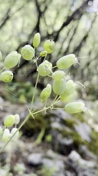 Fresh Bladder Campion (Silene Vulgaris) in Nature