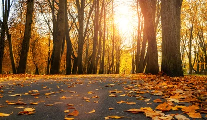 Fotobehang Herfst Autumn park alley landscape scene, trees and street walkways covered with fallen yellow and orange autumn leaves at sunset  © syntheticmessiah