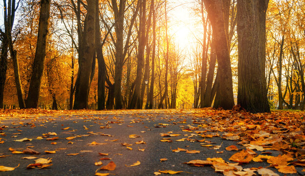 Autumn park alley landscape scene, trees and street walkways covered with fallen yellow and orange autumn leaves at sunset