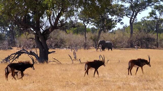 herd of sable antelopes mit young animals moves through savannah 831
