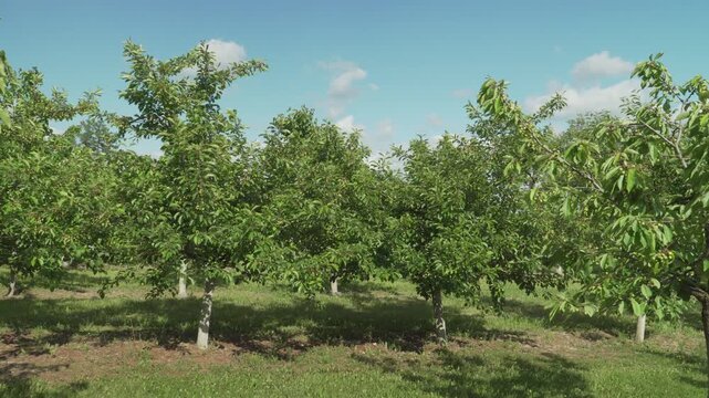 Rows of green sweet cherry trees bask under a bright blue sky with scattered clouds. Great for agricultural promotional content and rural summer landscape videos. 