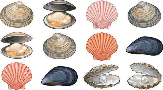 Sea shell vector illustration set featuring realistic oysters with pearls pink scallops open clams and blue mussels marine animal life elements.