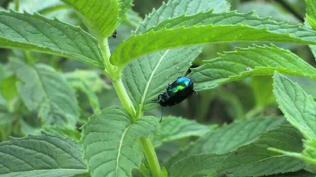 Shiny blue mint leaf beetle on green leaf with birdsong.