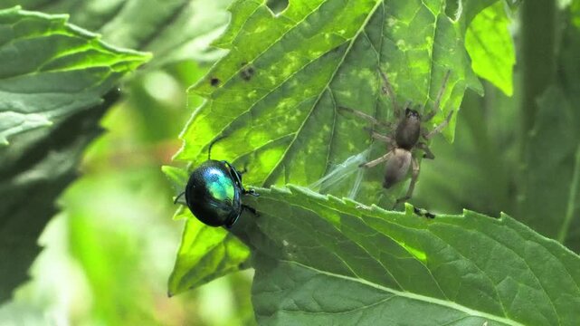 Spider attacking shiny blue mint leaf beetle with birdsong.