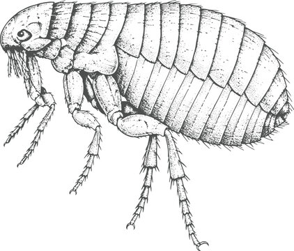 Vintage Flea Insect Engraving Vector | Parasitic Bug Antique Hand Drawn Scientific Illustration