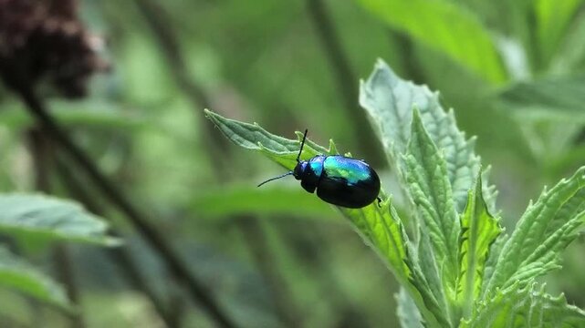 Shiny blue mint leaf beetle on green leaf, slow motion