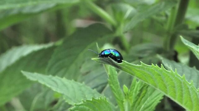 Shiny blue mint leaf beetle on green leaf, slow motion