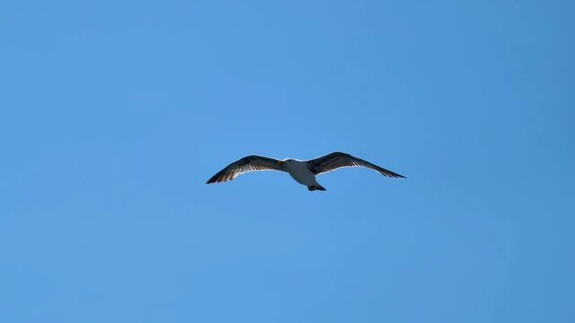 Seagull flying in clear blue sky over ocean during bright day