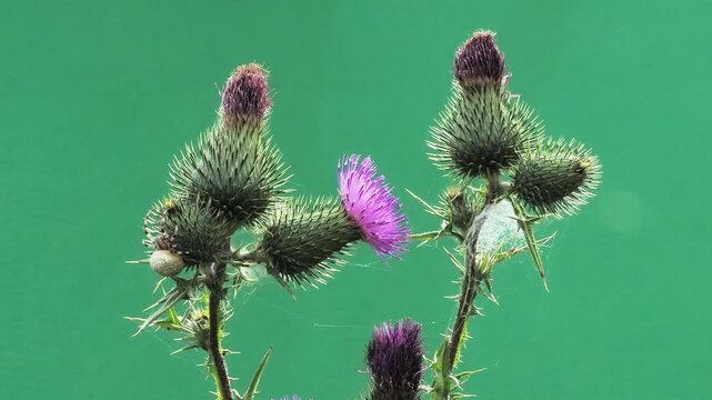 Thistle flower with spider on green screen background close-up.